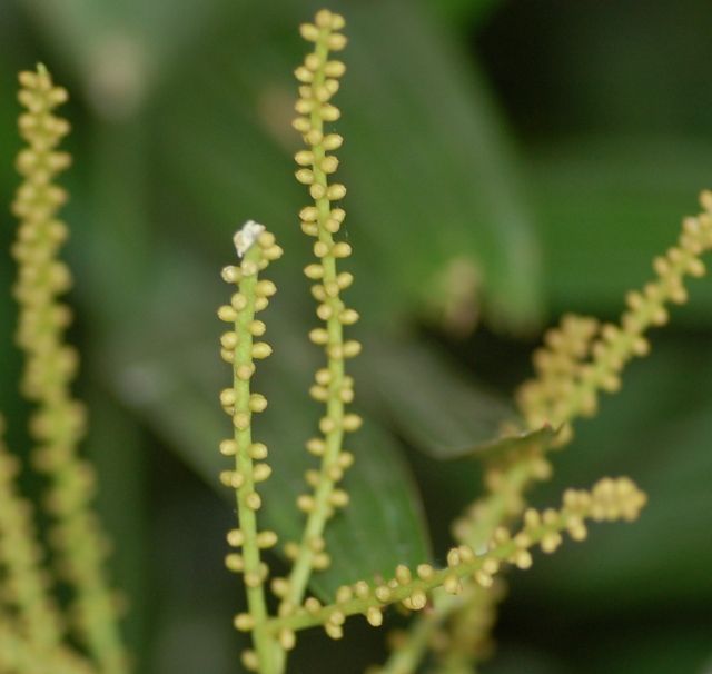 去年のかはほり      カンノンチク（観音竹）の花、キキョウ白花    コメントトラックバック