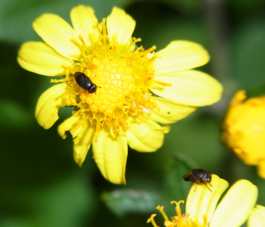 モグリバエの仲間？ : 虫愛づる記録