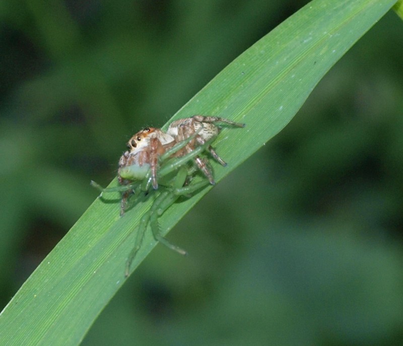 ワカバグモを捕獲したハエトリグモ 虫愛づる記録 ワカバグモを捕獲したハエトリグモ 虫愛づる記録
