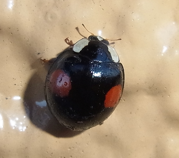 最も寒い日にテントウ 黒地赤ニ紋型 虫愛づる記録