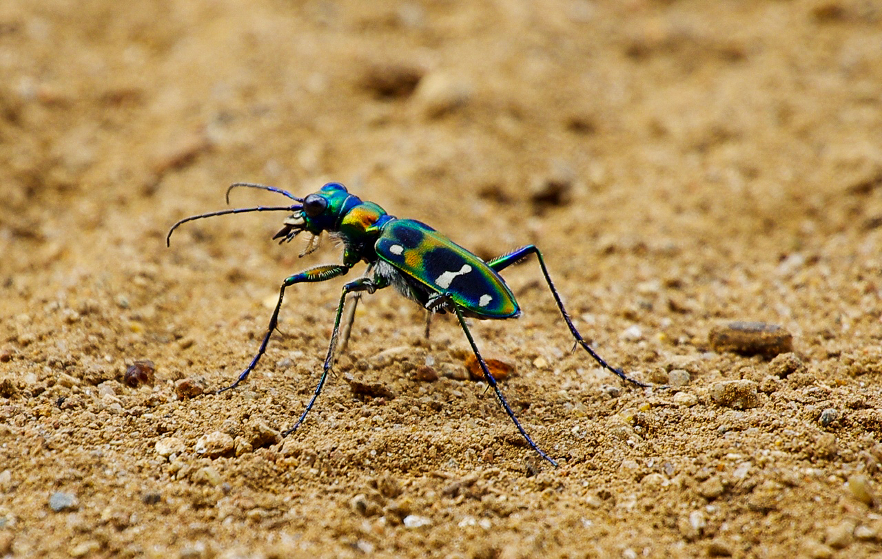 ハンミョウ 虫愛づる記録