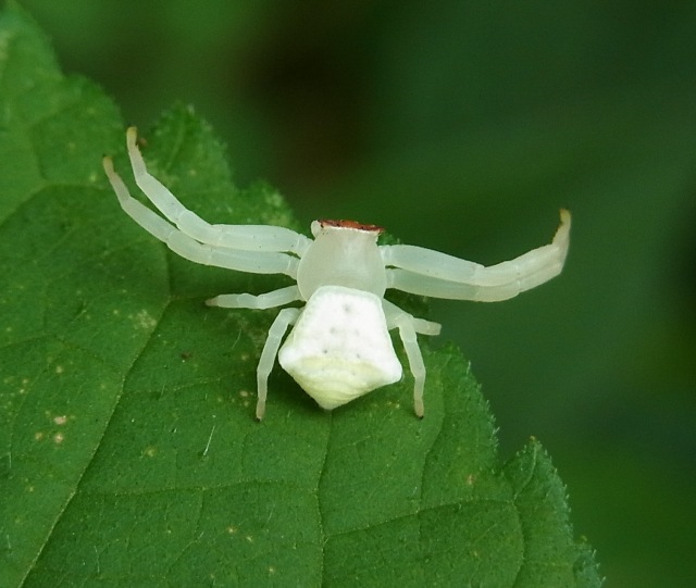 アズチグモ 白い殺し屋 虫愛づる記録