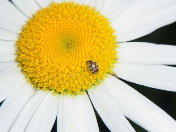 �ҥ�ޥ륫�ĥ��֥��ॷ