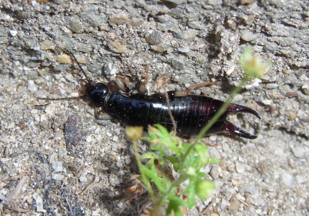 ハサミムシ 虫愛づる記録