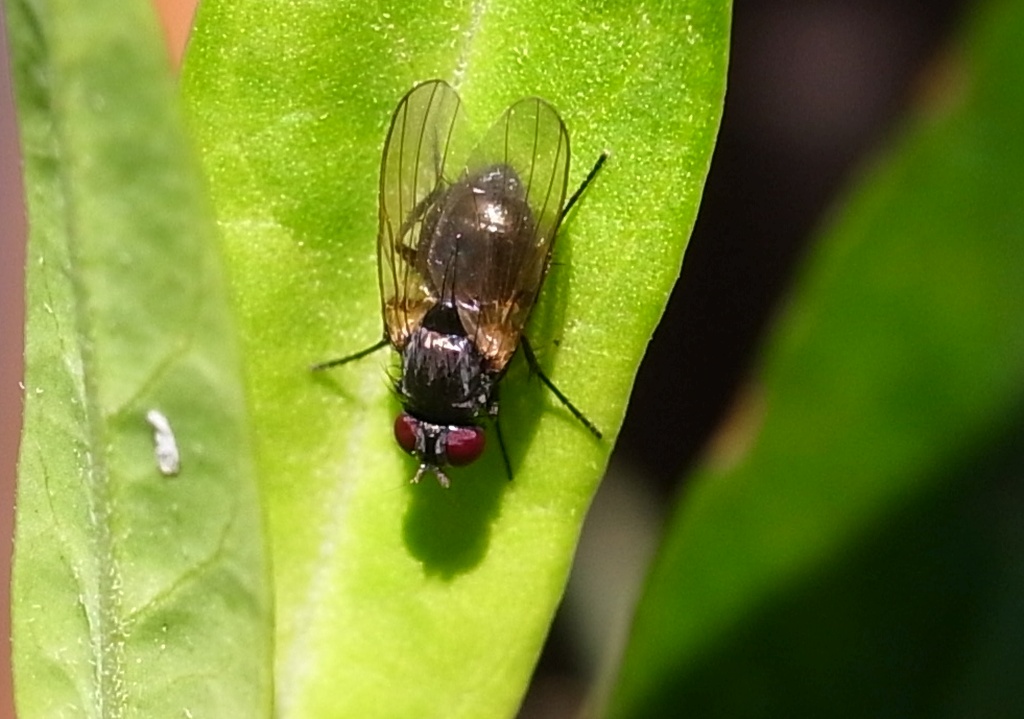 フウセントウワタのハエ : 虫愛づる記録