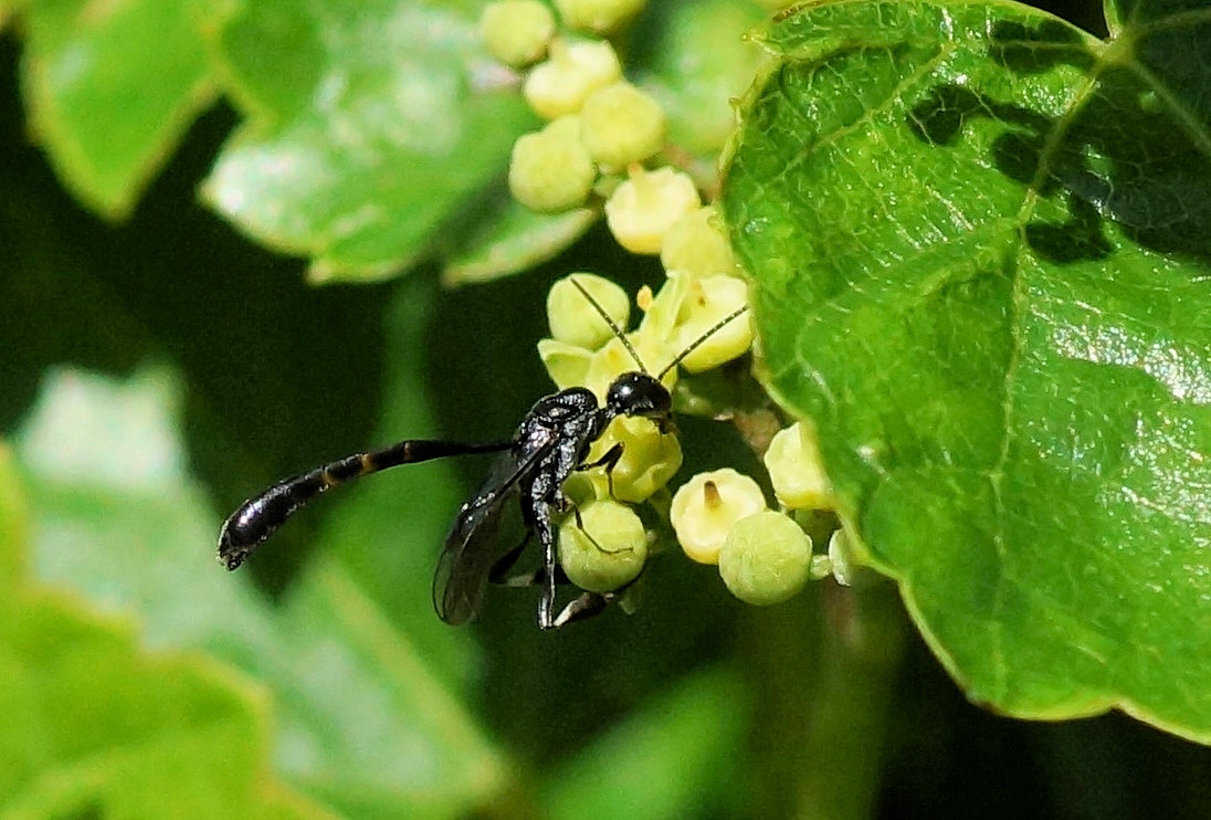 ヒメコンボウヤセバチ : 虫愛づる記録