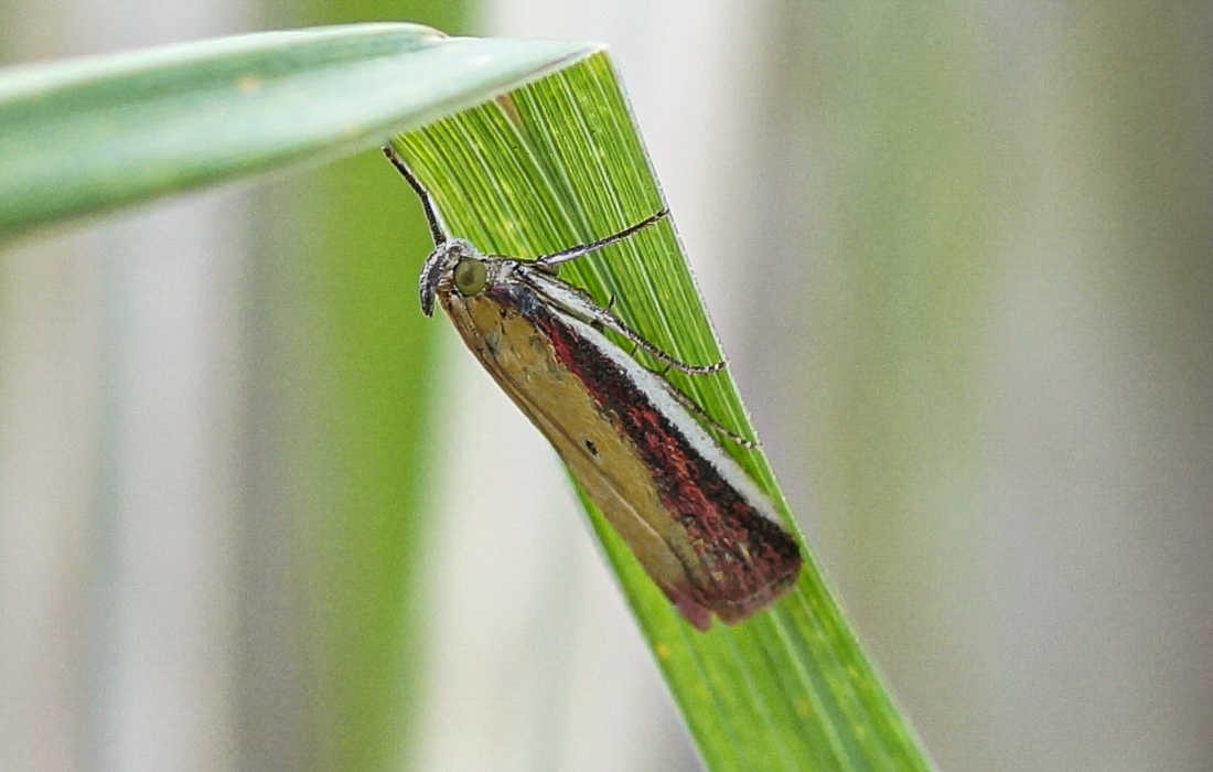 アカマダラメイガ : 虫愛づる記録