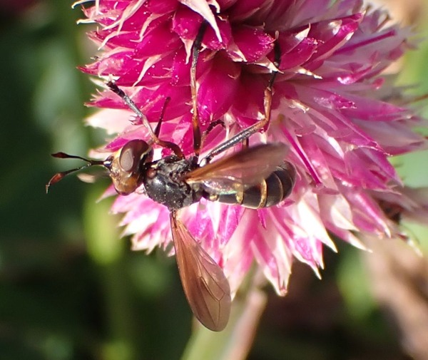 ¥Ï¥Á¤Ëµ¼Â֤Υϥ¨¡¡Conops sp. -Stekelfluga¡©