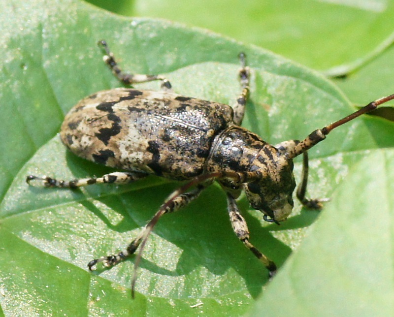 ナガゴマフカミキリ 虫愛づる記録