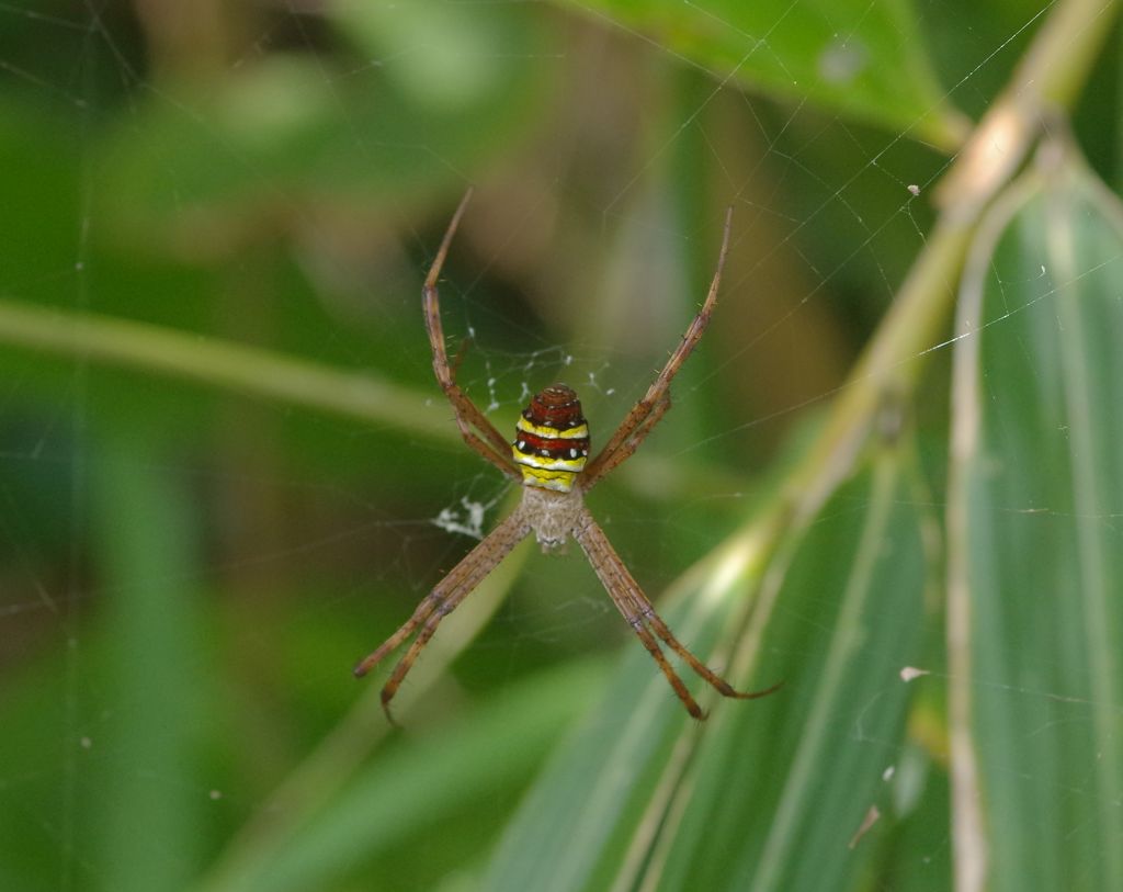 コガタコガネグモ コガネグモの幼体 虫愛づる記録