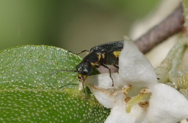 �ĥޥ��������祦������ɥ�3