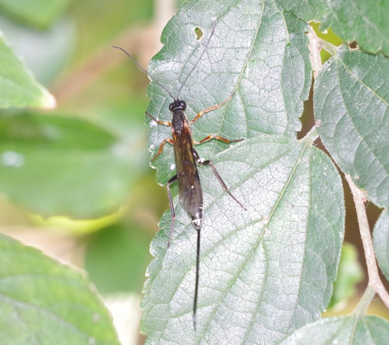 ヒメバチの仲間 虫愛づる記録