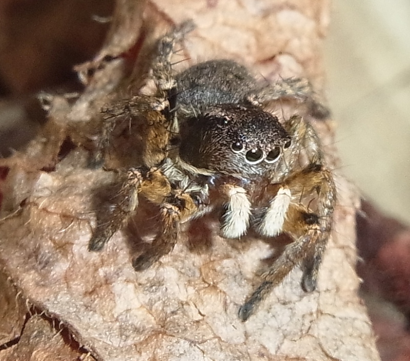ハエトリグモ 虫愛づる記録 ハエトリグモ 虫愛づる記録