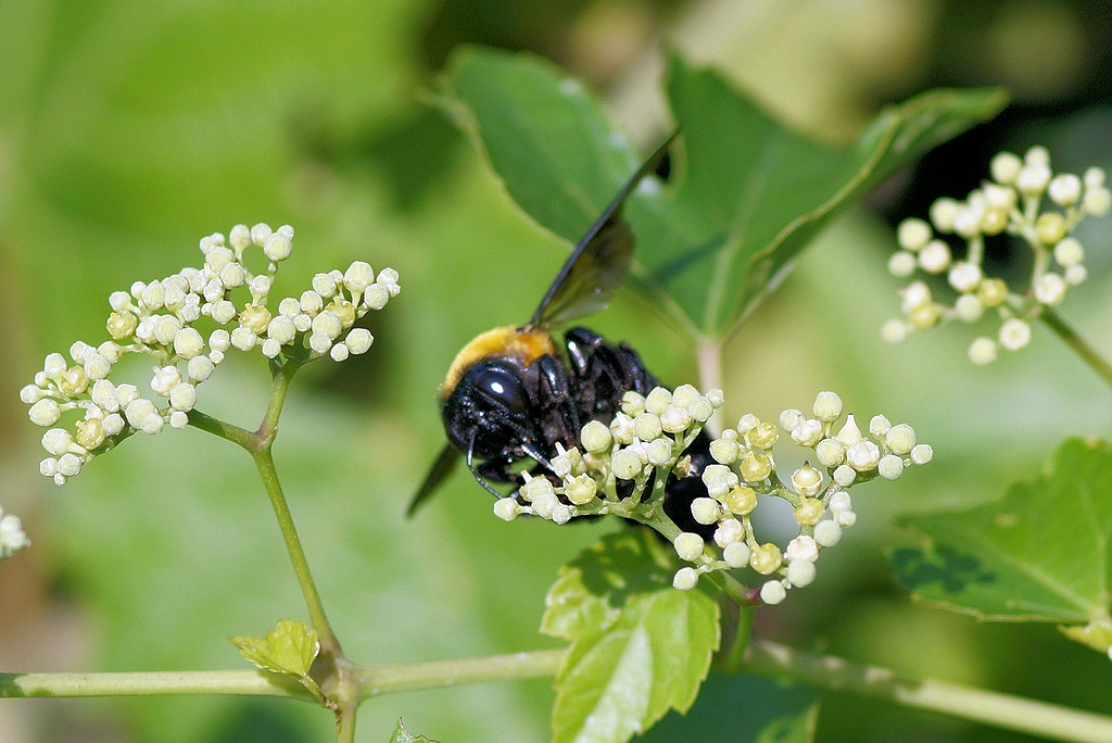 クマバチ : 虫愛づる記録