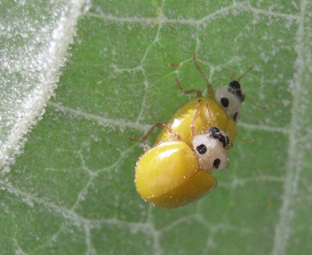 キイロテントウ 虫愛づる記録 キイロテントウ 虫愛づる記録