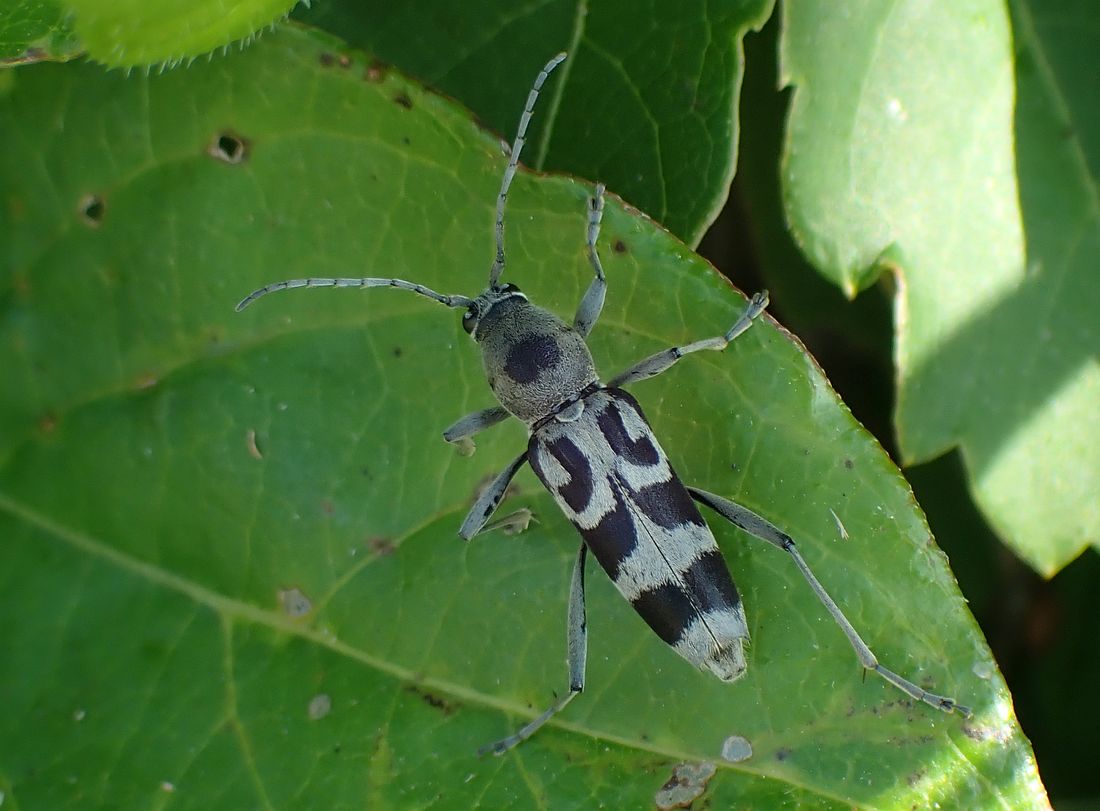 エグリトラカミキリ 虫愛づる記録