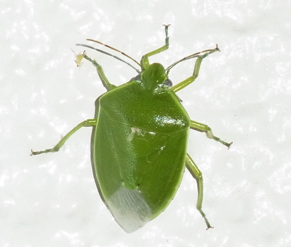 ツヤアオカメムシ 虫愛づる記録