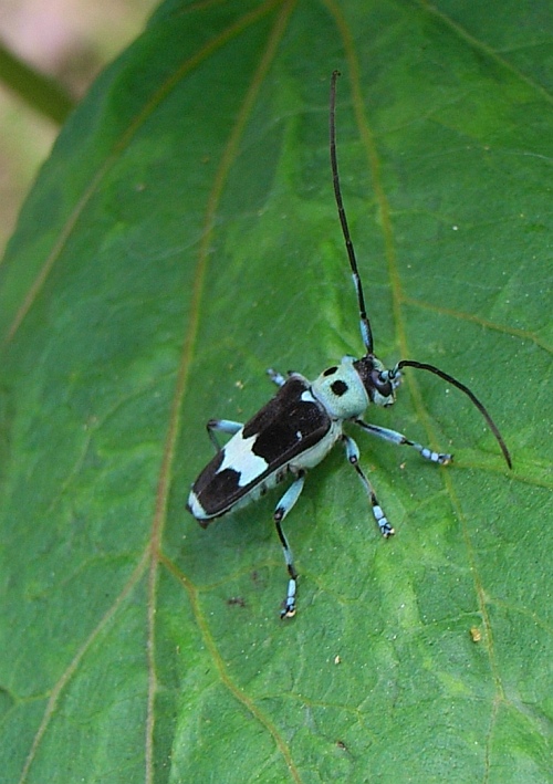 ラミーカミキリとヒメヒゲナガカミキリ 虫愛づる記録 ラミーカミキリとヒメヒゲナガカミキリ 虫愛づる記録