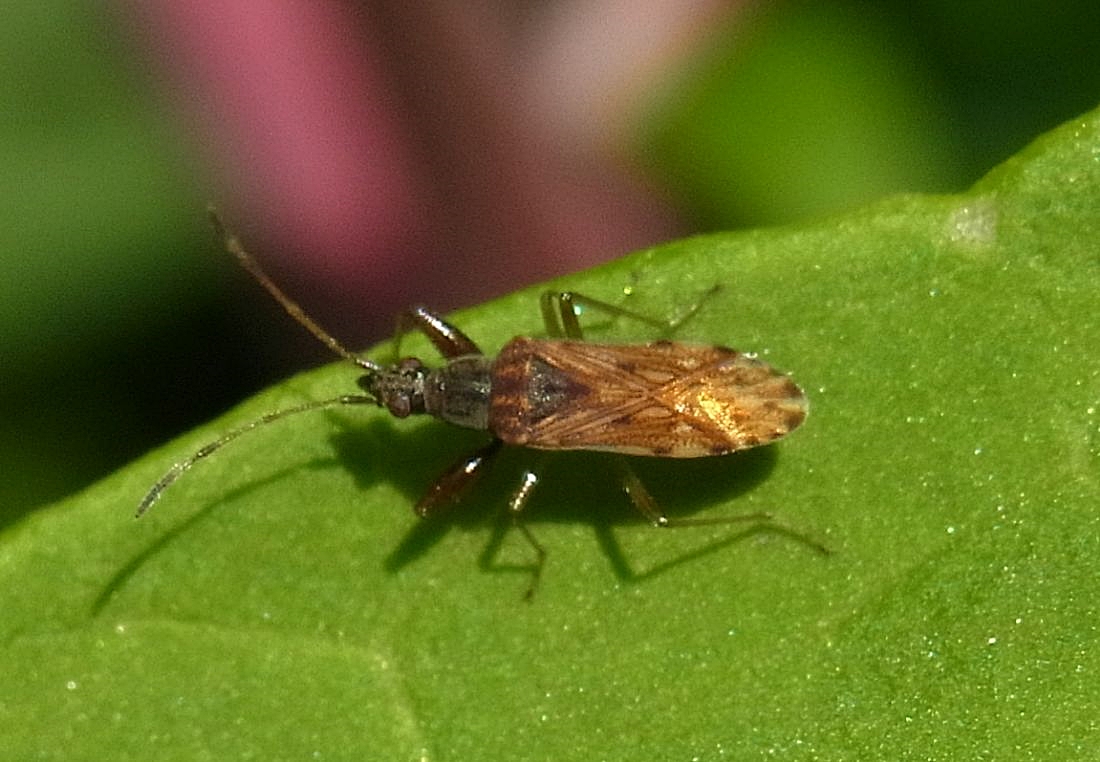 スコットヒョウタンナガカメムシ 虫愛づる記録 スコットヒョウタンナガカメムシ 虫愛づる記録