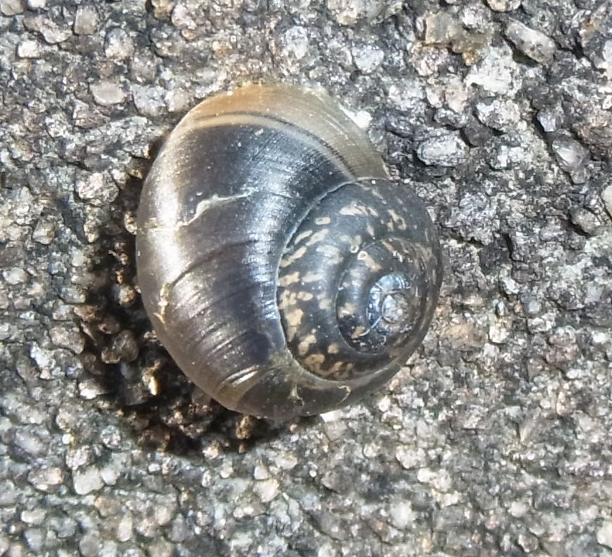 黒いカタツムリ 虫愛づる記録
