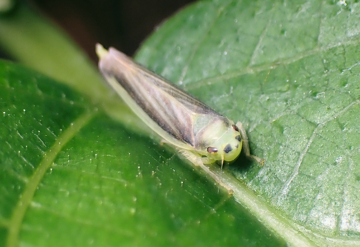 フタテンオオヨコバイ A Kind Of Homoptera Insects Leafhopper 虫愛づる記録