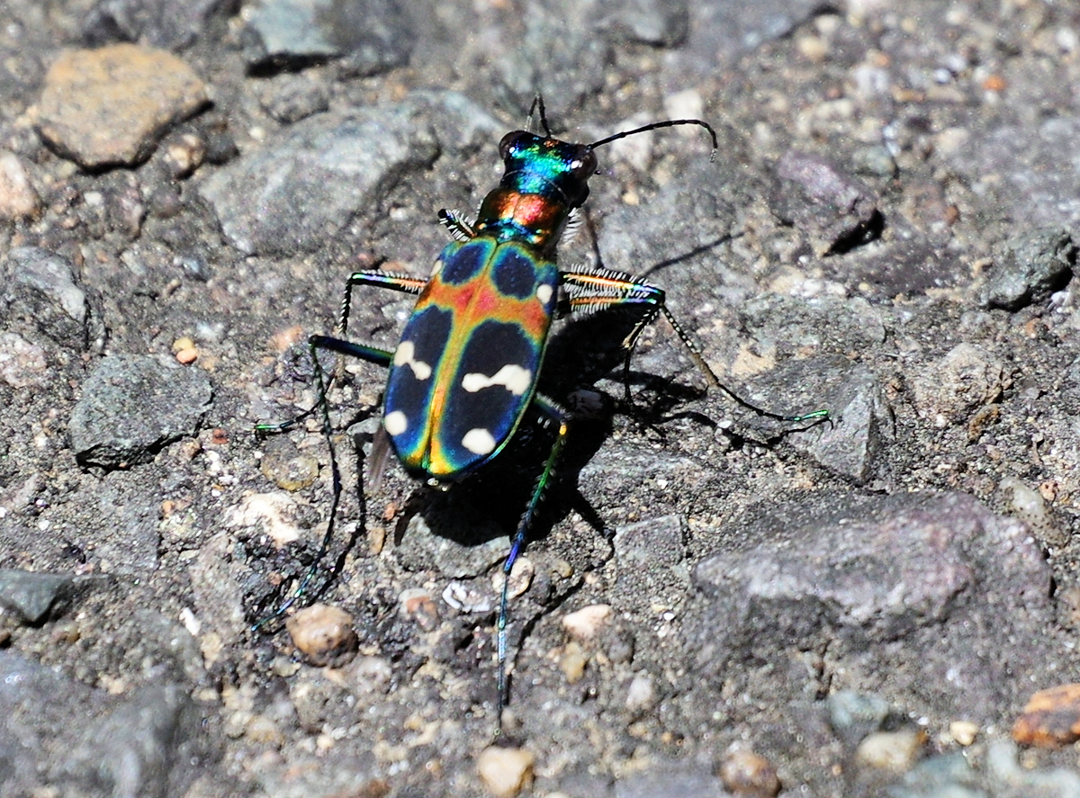 ハンミョウ Japanese Tiger Beetle 虫愛づる記録