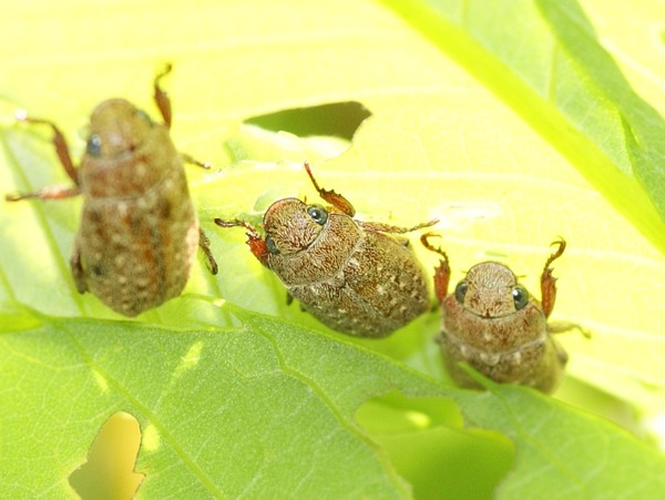 コイチャコガネ3