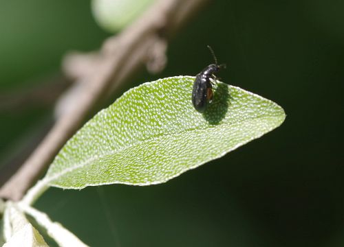 ���Х��ꥯ�ӥܥ��ϥॷ