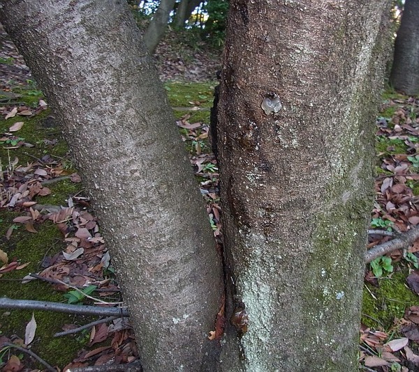 桜の樹液3