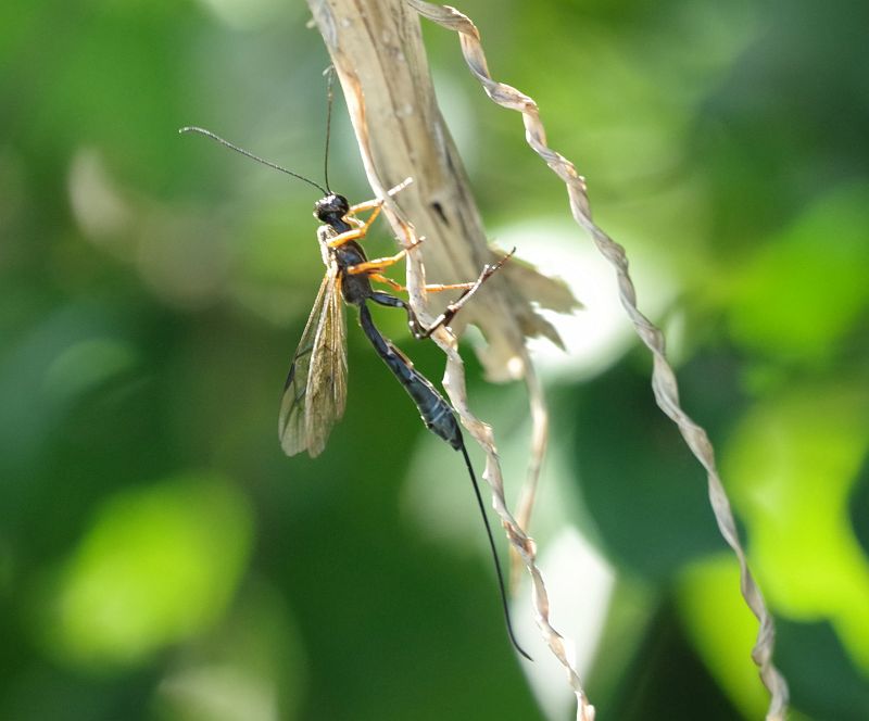 ヒメバチの仲間 虫愛づる記録