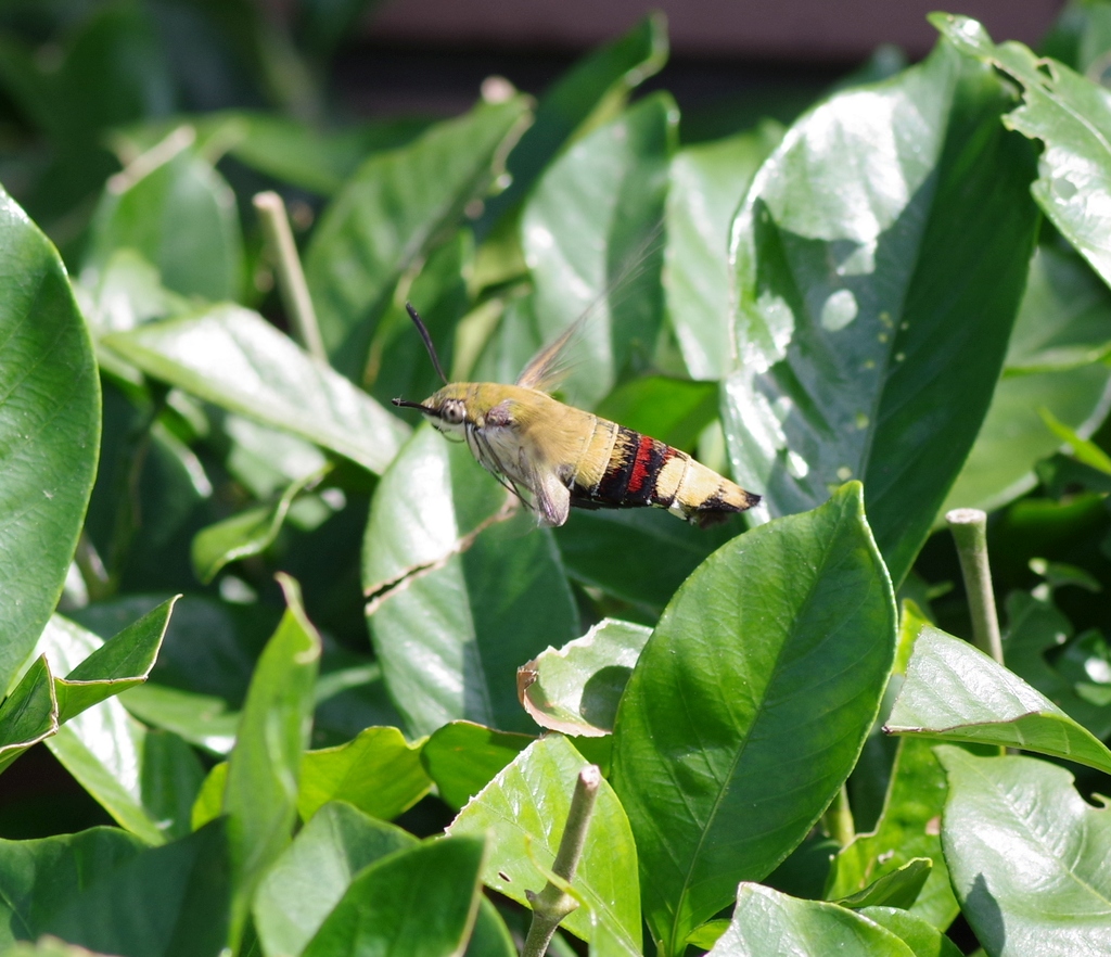 オオスカシバ 虫愛づる記録