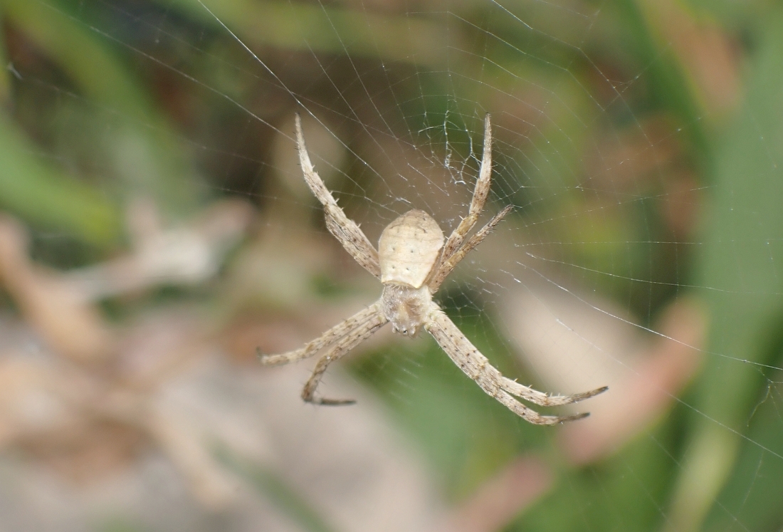 コガネグモ 幼体 虫愛づる記録