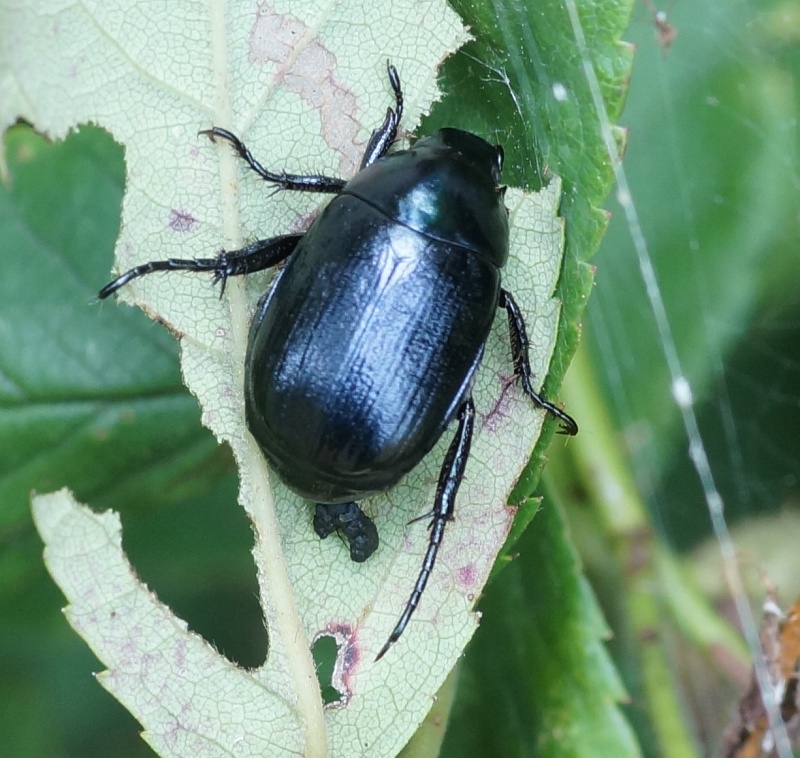 黒いコガネムシ キカラスウリ 虫愛づる記録 黒いコガネムシ キカラスウリ 虫愛づる記録