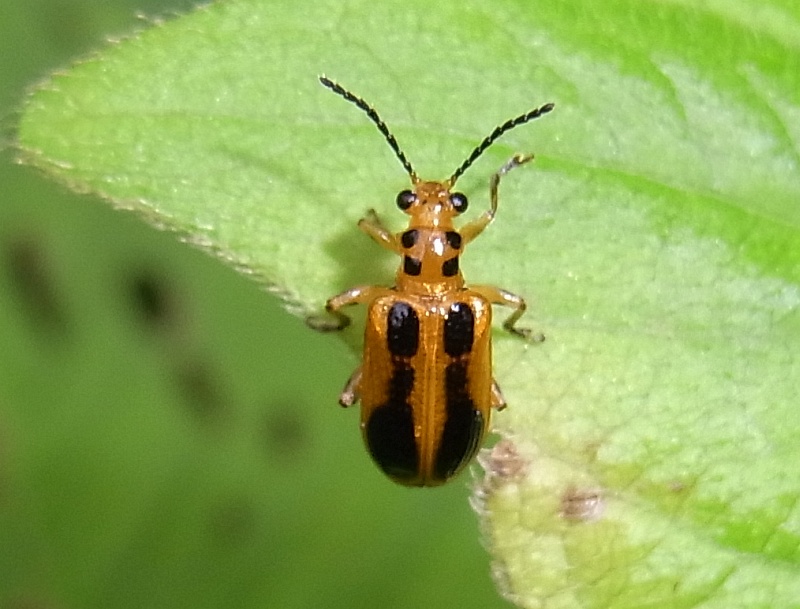 キベリクビボソハムシ 虫愛づる記録 キベリクビボソハムシ 虫愛づる記録