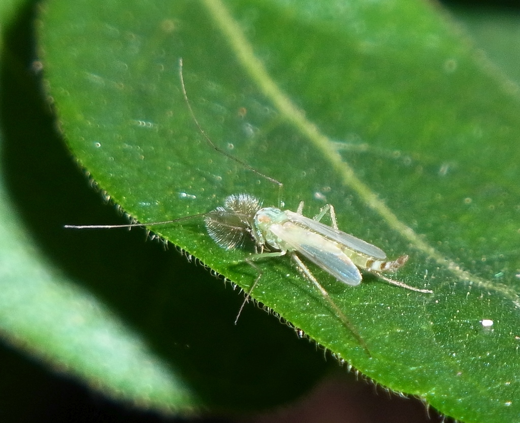 セスジユスリカ 虫愛づる記録 セスジユスリカ 虫愛づる記録