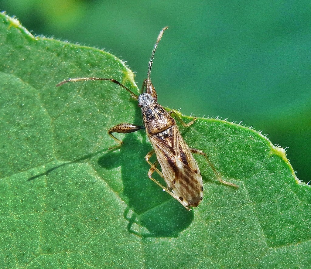 ヒゲナガカメムシ 前脚が太い 虫愛づる記録 ヒゲナガカメムシ 前脚が太い 虫愛づる記録