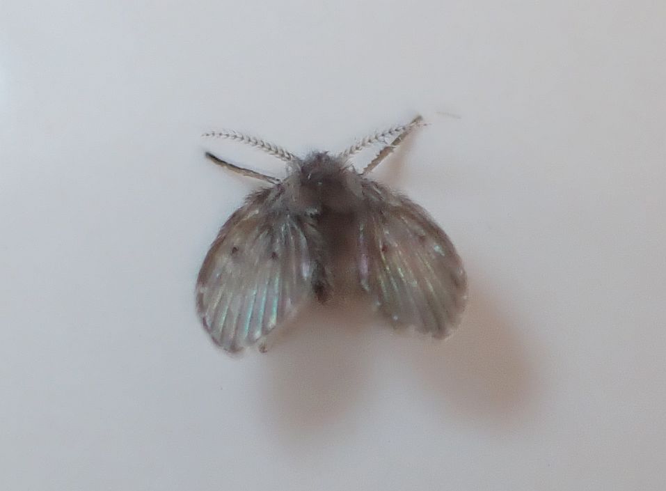 オオチョウバエ 虫愛づる記録 オオチョウバエ 虫愛づる記録