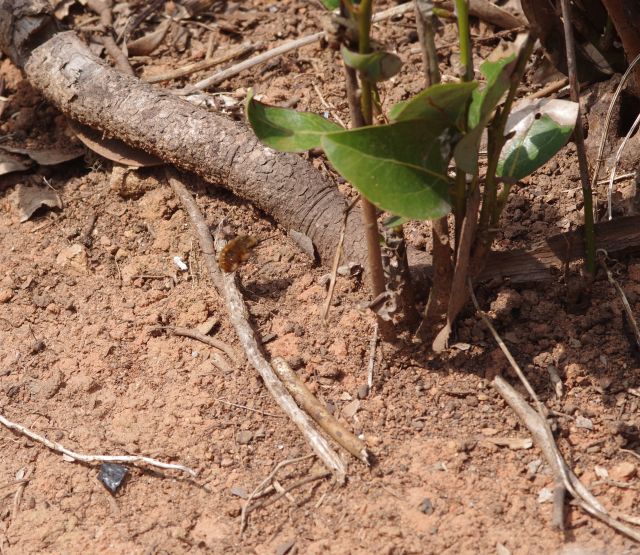 虫愛づる記録      ビロードツリアブの産卵or尾端接触行動    コメント