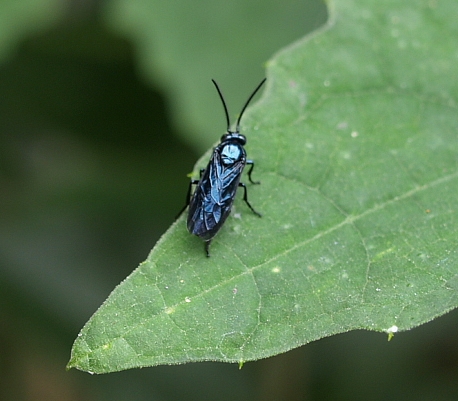 ルリチュウレンジ 瑠璃鐫花娘子蜂 虫愛づる記録