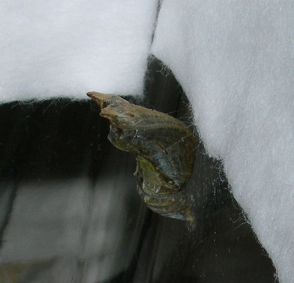 クロアゲハの飼育記録(12) ハイドンの羽化