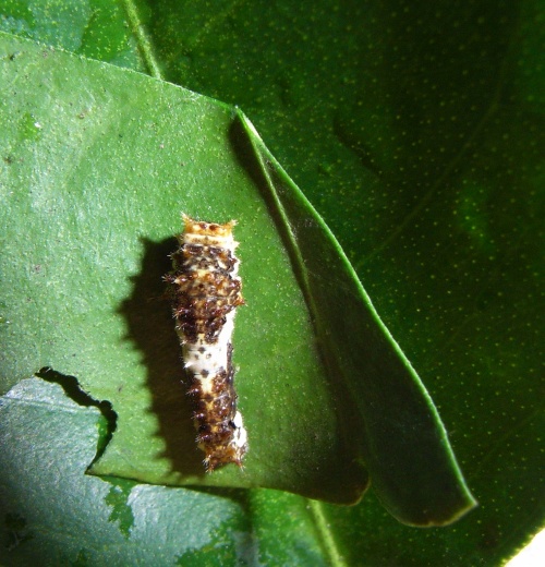 ナミアゲハの幼虫蛹化する