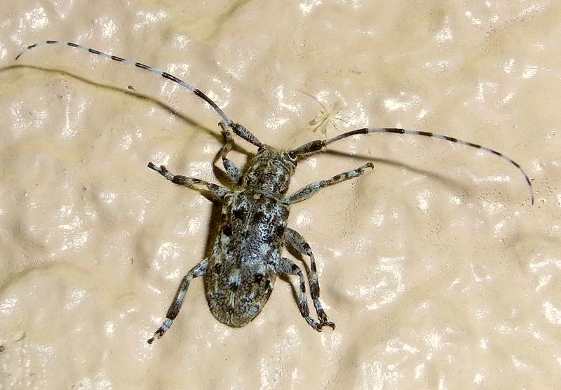 カタシロゴマフカミキリ 虫愛づる記録