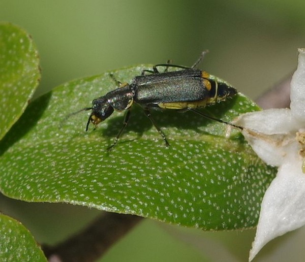 �ĥޥ��������祦������ɥ�2