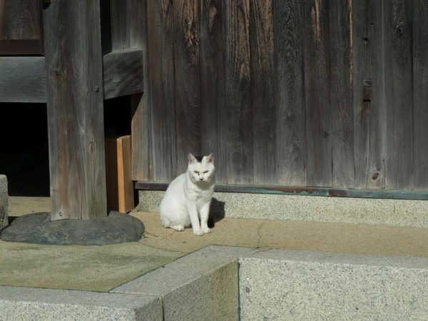 神社のネコ
