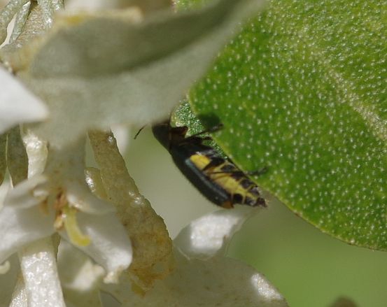 �ĥޥ��������祦������ɥ�4