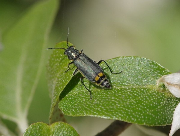 �ĥޥ��������祦������ɥ�