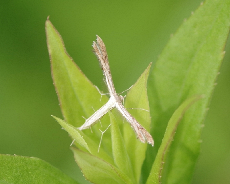 ヒルガオトリバ 虫愛づる記録 ヒルガオトリバ 虫愛づる記録