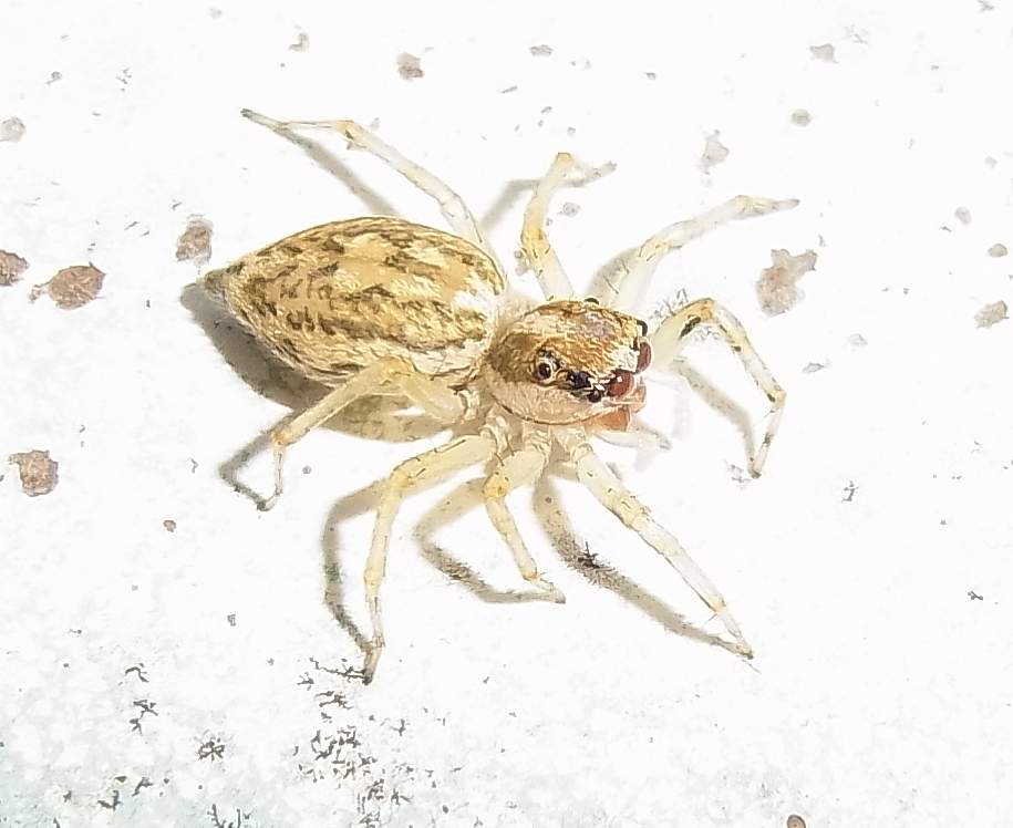ハエトリグモ 薄茶色 虫愛づる記録 ハエトリグモ 薄茶色 虫愛づる記録