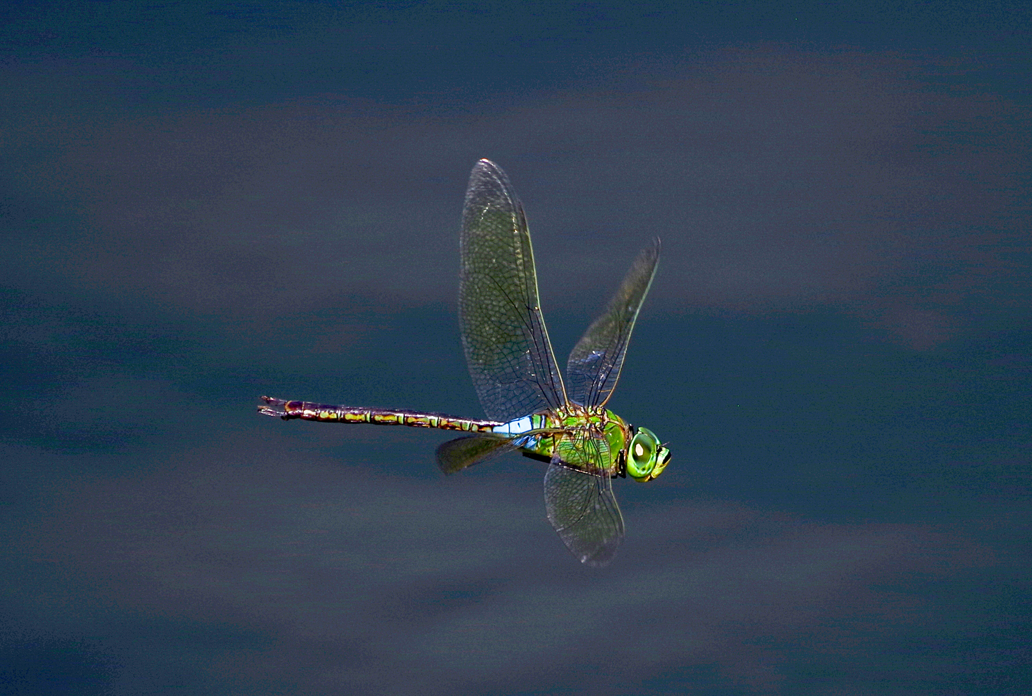 ギンヤンマ 虫愛づる記録