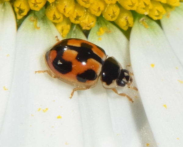 �ҥᥫ��Υ��ƥ�ȥ�